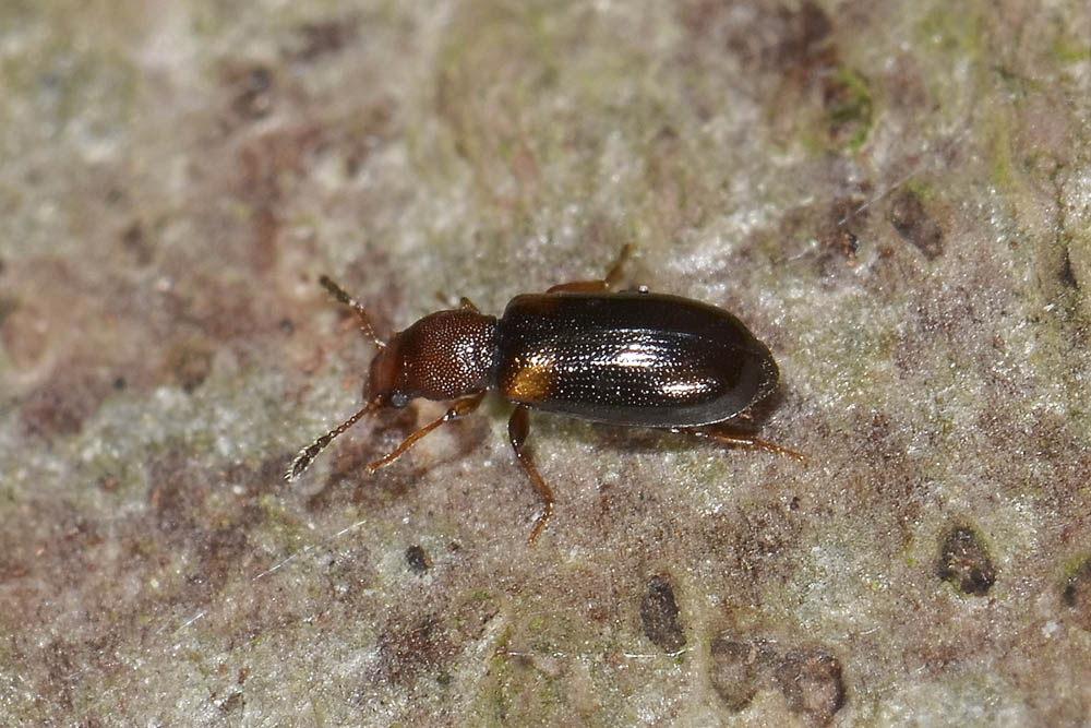 Lissodema denticolle - Salpingidae